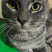 Smokey joined the competition — help win amazing prizes! cat, close_up, gray_tabby, whiskers, yellow_eyes, green_background, pet, animal, feline, indoor, curious, fur, face, mammal, portrait, young_cat, domestic_cat, tabby_pattern, soft_fur, alert