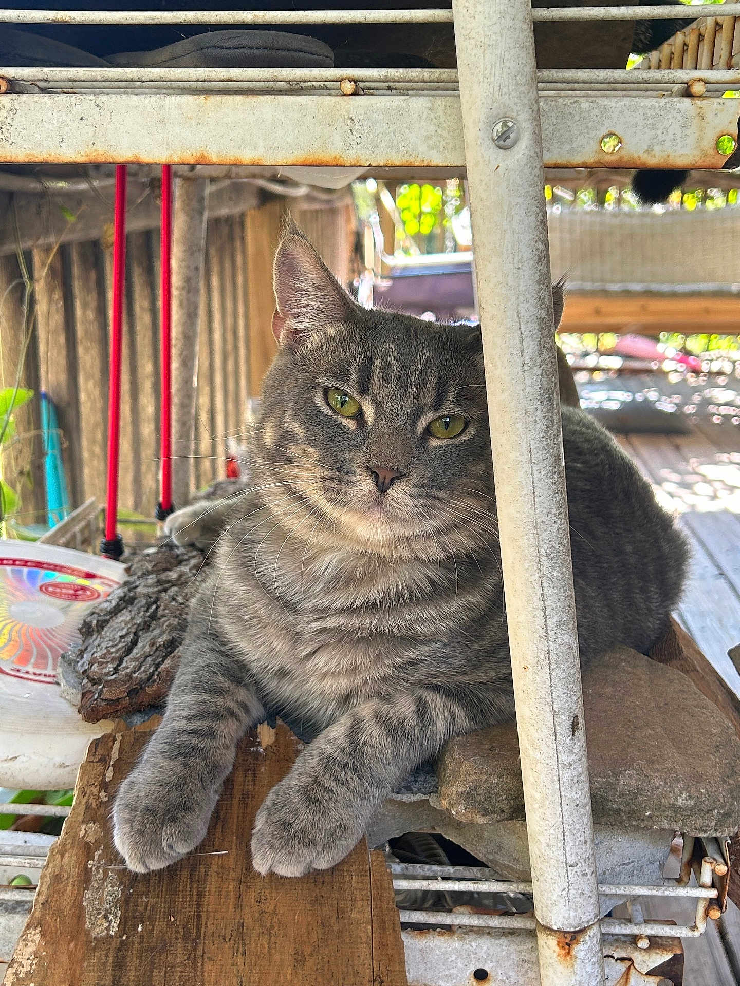 Smokey is registered to the contest to win money with this photo: cat, gray_tabby, animal, pet, outdoor, wood, metal, relaxed, feline, portrait, closeup, resting, green_eyes, whiskers, fur, nature, daylight, rust, texture, sitting