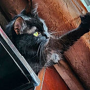 Stella Rose joined the competition — help win amazing prizes! cat, black_cat, paw, curtain, window, wood_floor, indoor, pet, feline, whiskers, yellow_eyes, stretching, fur, animal, closeup, alert, looking_out, domestic_cat, home, curtains