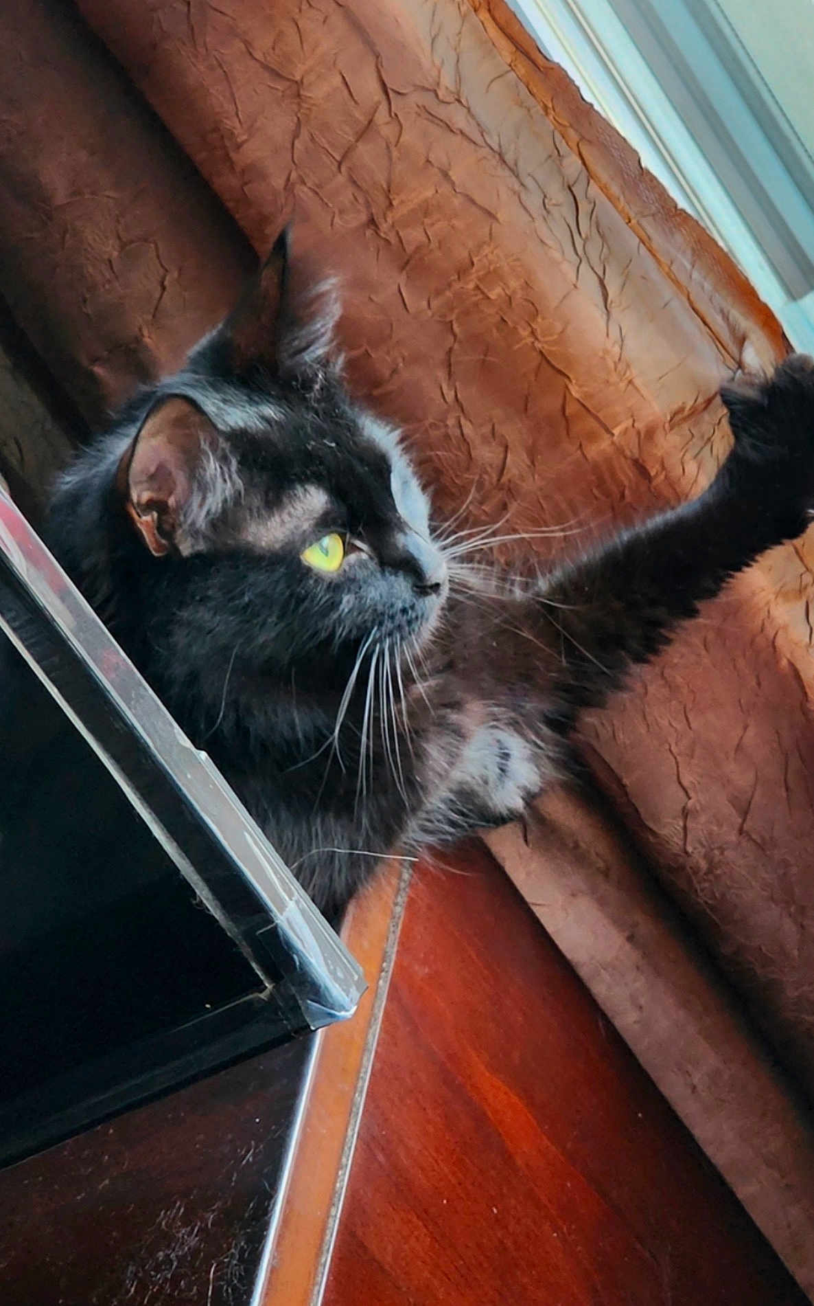 Stella Rose joined the competition — help win amazing prizes! cat, black_cat, paw, curtain, window, wood_floor, indoor, pet, feline, whiskers, yellow_eyes, stretching, fur, animal, closeup, alert, looking_out, domestic_cat, home, curtains