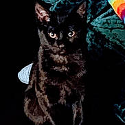 Sassy Jane joined the competition — help win amazing prizes! animal, black_cat, cat, colorful_fabric, cozy, cute, dark_background, domestic_animal, ears, eyes, feline, fur, indoor, orange_surface, pet, playful, portrait, shadow, sitting, whiskers