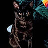 animal, black_cat, cat, colorful_fabric, cozy, cute, dark_background, domestic_animal, ears, eyes, feline, fur, indoor, orange_surface, pet, playful, portrait, shadow, sitting, whiskers