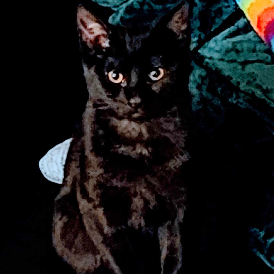 Sassy Jane joined the competition — help win amazing prizes! animal, black_cat, cat, colorful_fabric, cozy, cute, dark_background, domestic_animal, ears, eyes, feline, fur, indoor, orange_surface, pet, playful, portrait, shadow, sitting, whiskers