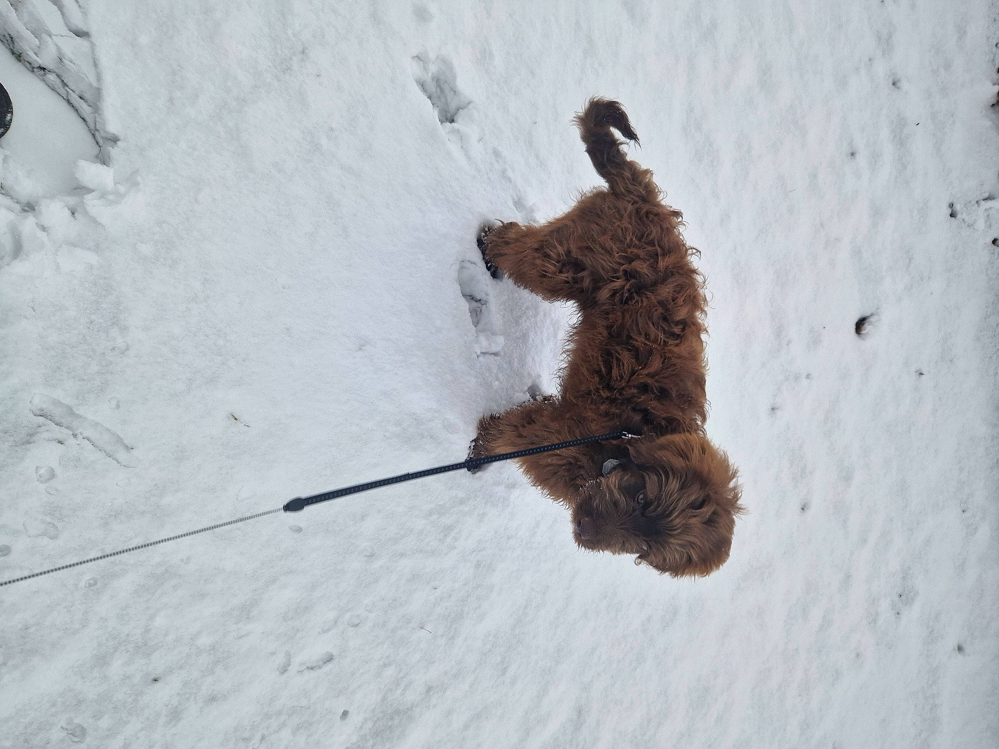 Zero is registered to the contest to win money with this photo: canidae, dog_breed, freezing, fur, recreation, rope, rope_rhythmic_gymnastics, shadow, slope, snow, soil, sporting_group, sports_equipment, tail, toy, wildlife, winter, wood