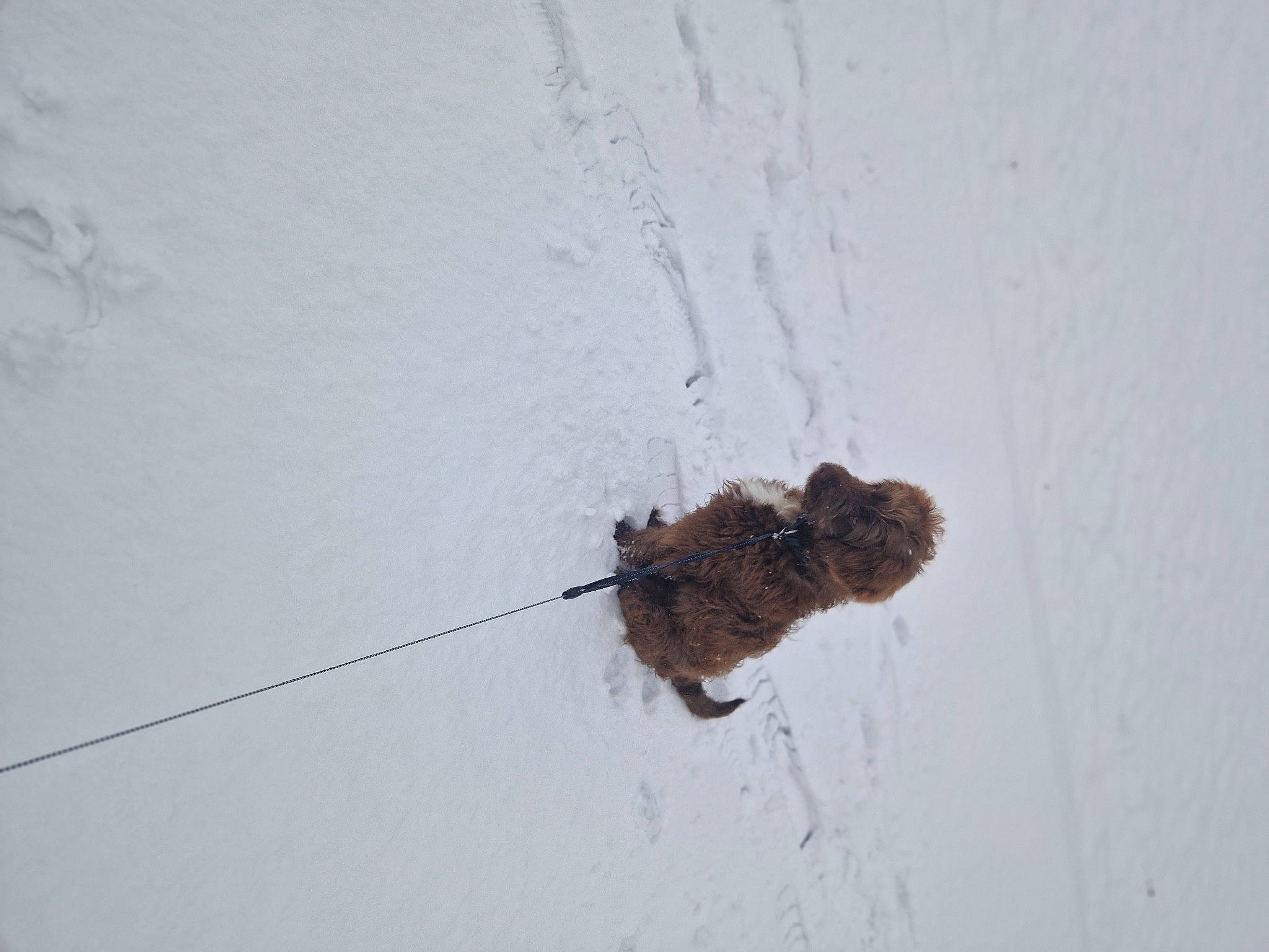 Zero is registered to the contest to win money with this photo: canidae, dog, dog_breed, freezing, fur, paw, slope, snow, sporting_group, tail, terrestrial_animal, twig, wildlife, winter, wood