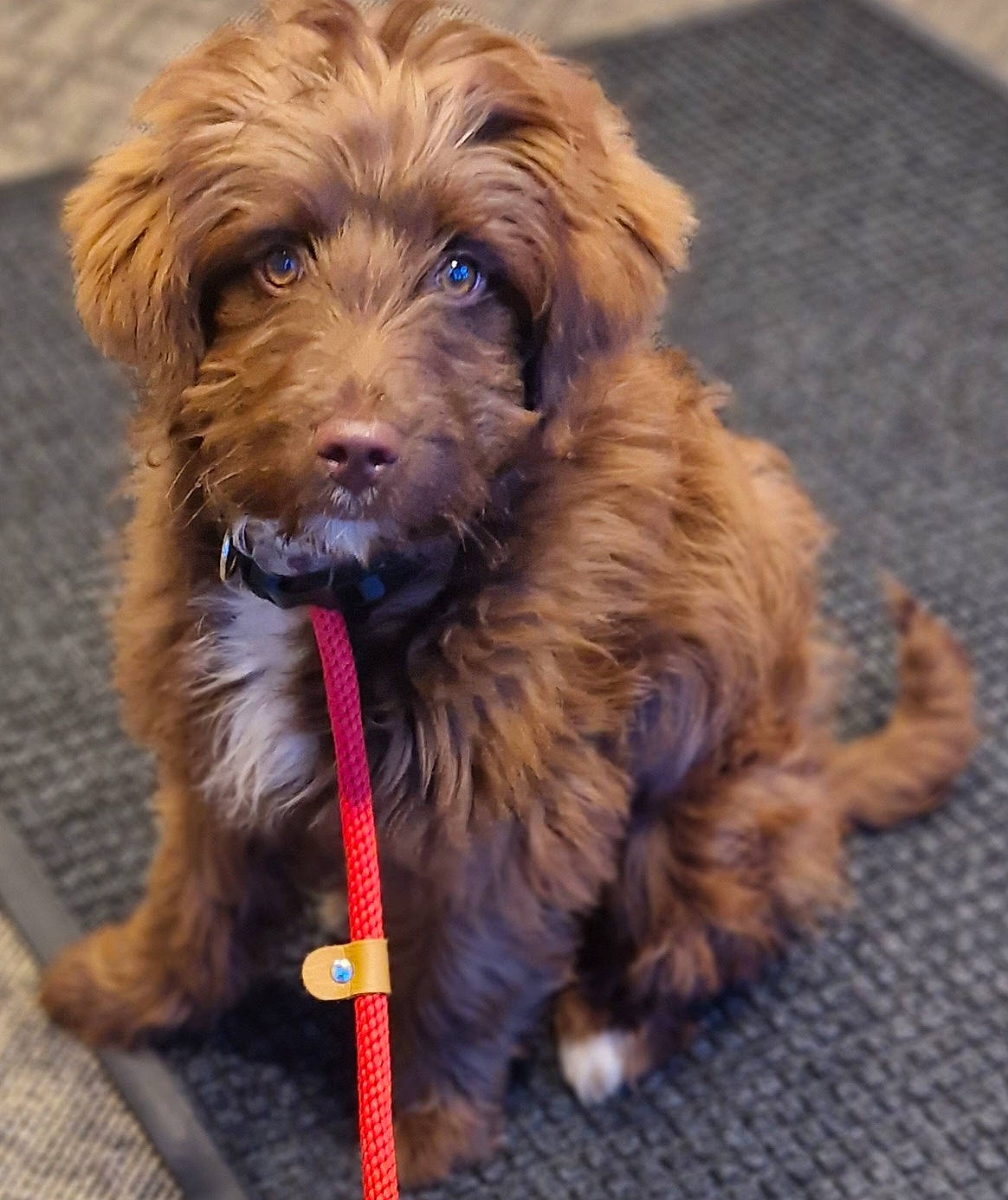 Zero is registered to the contest to win money with this photo: canidae, carnivore, collar, companion_dog, dog, dog_breed, dog_collar, fur, gun_dog, leash, liver, puppy, small_terrier, snout, sporting_group, terrier, toy_dog, working_animal, working_dog, yorkipoo