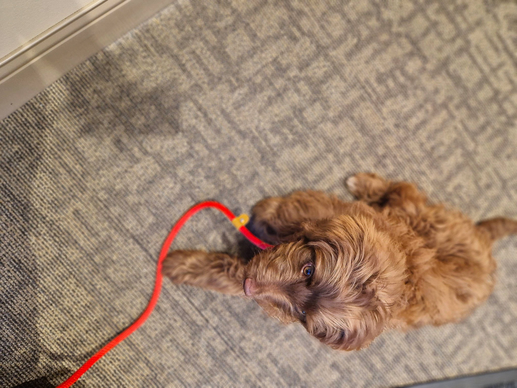 Zero is registered to the contest to win money with this photo: carnivore, claw, collar, companion_dog, dog, dog_breed, dog_collar, fawn, felidae, flooring, fur, leash, liver, paw, small_to_medium_sized_cats, snout, tail, terrier, wood, working_animal