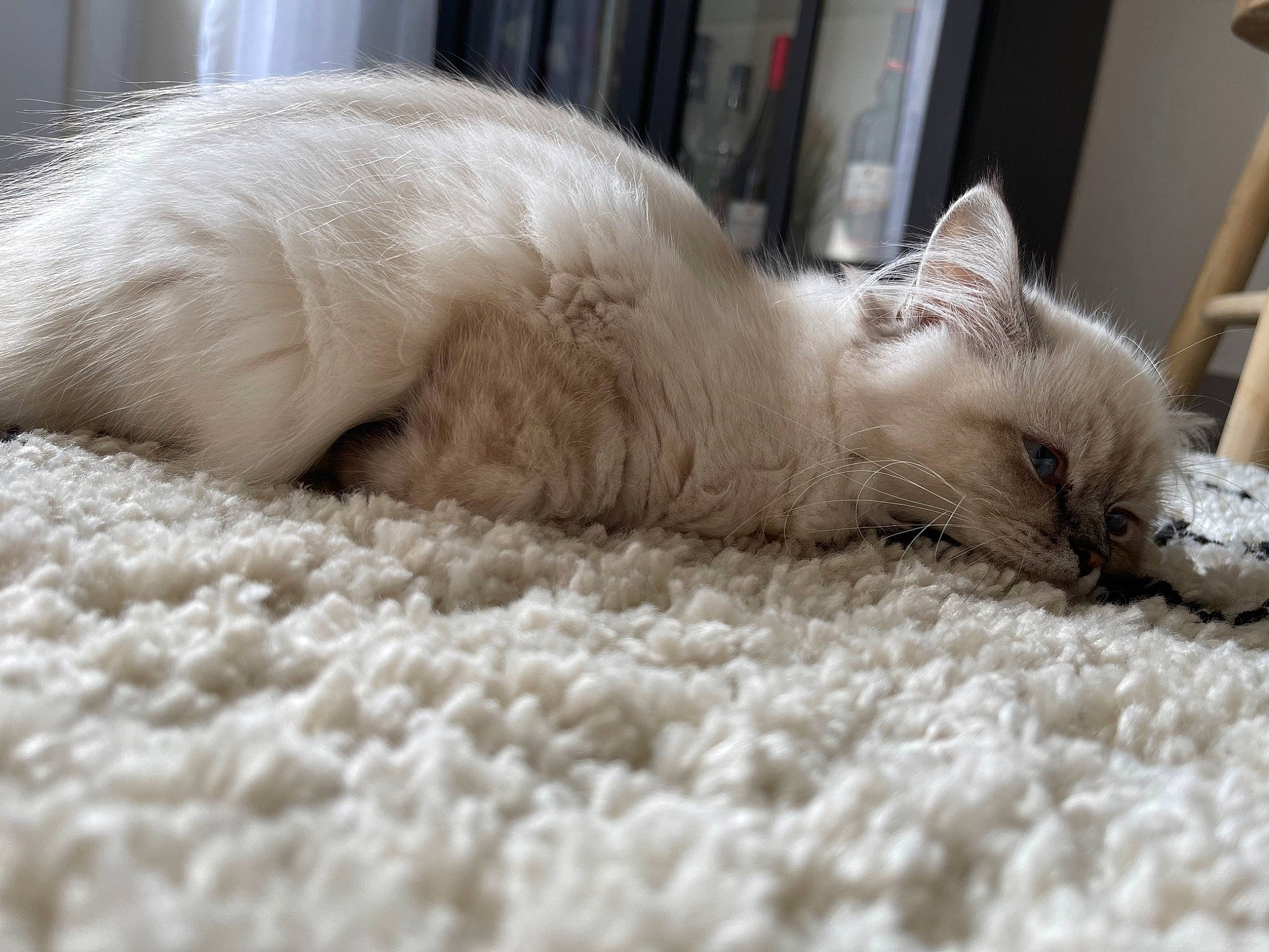 Owen a rejoint le concours — aidez-le/la à gagner de superbes lots ! carnivore, cat, claw, close_up, comfort, domestic_short_haired_cat, fawn, felidae, flooring, fur, nap, paw, sleep, small_to_medium_sized_cats, snout, tail, terrestrial_animal, whiskers