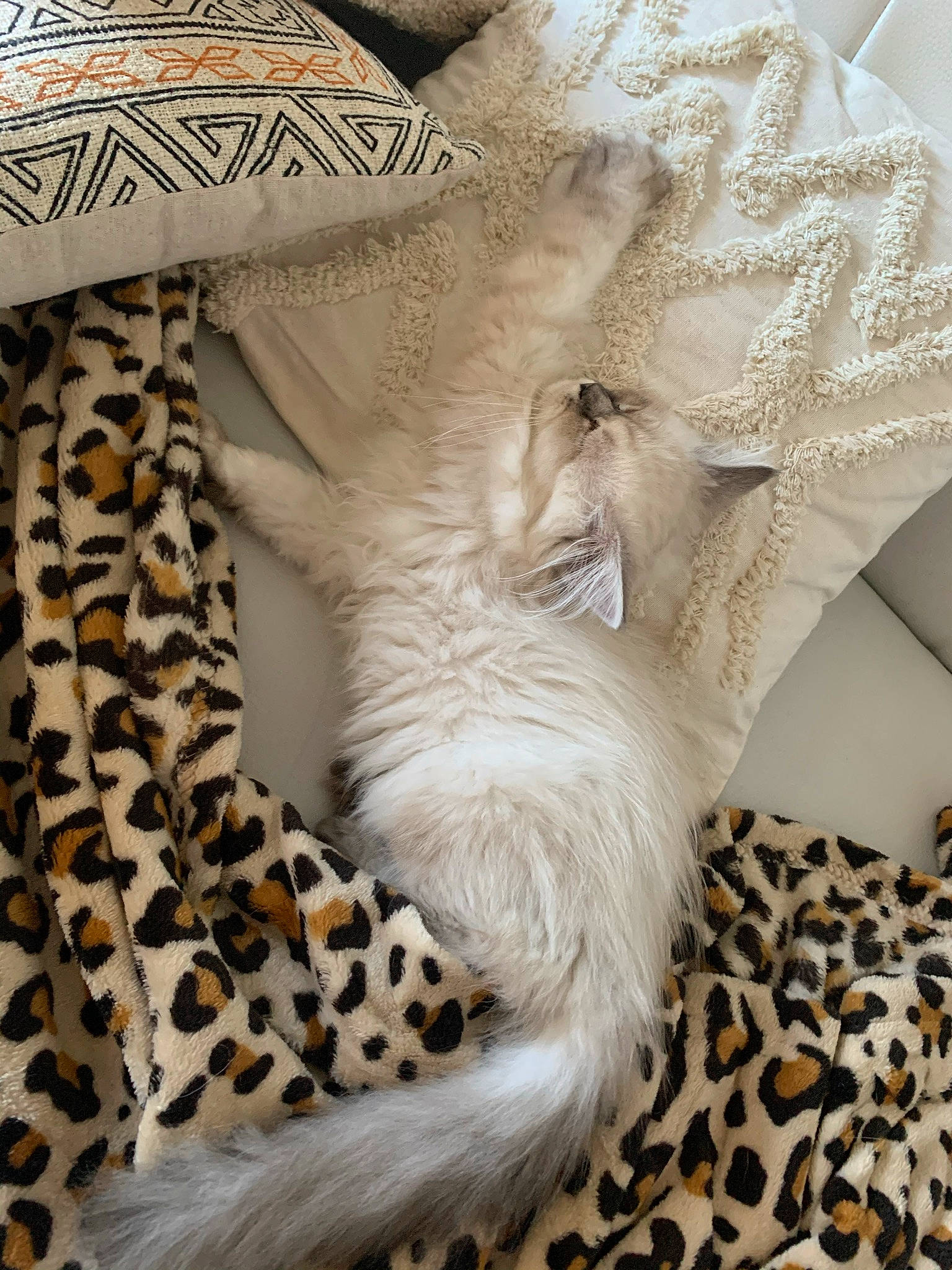 Owen a rejoint le concours — aidez-le/la à gagner de superbes lots ! collar, comfort, companion_dog, dress, fashion_accessory, fashion_design, fawn, feather, felidae, font, fur, grey, human_leg, linens, outerwear, pattern, peach, sleeve, tail, terrestrial_animal