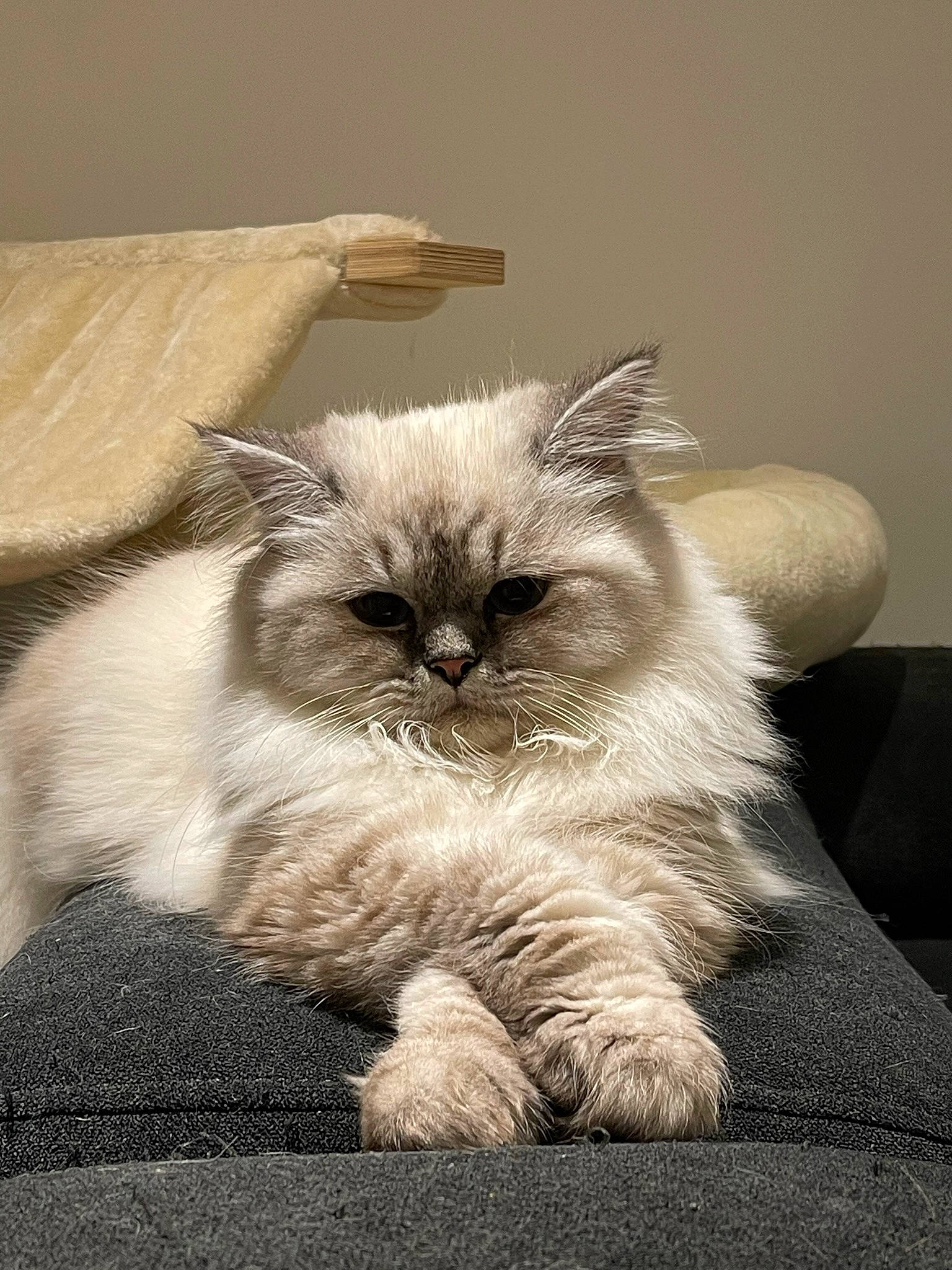 Owen participe au concours pour gagner de l'argent avec cette photo : birman, carnivore, cat, chair, claw, comfort, fawn, felidae, fur, grey, paw, plant, ragdoll, sitting, small_to_medium_sized_cats, snout, tail, terrestrial_animal, whiskers