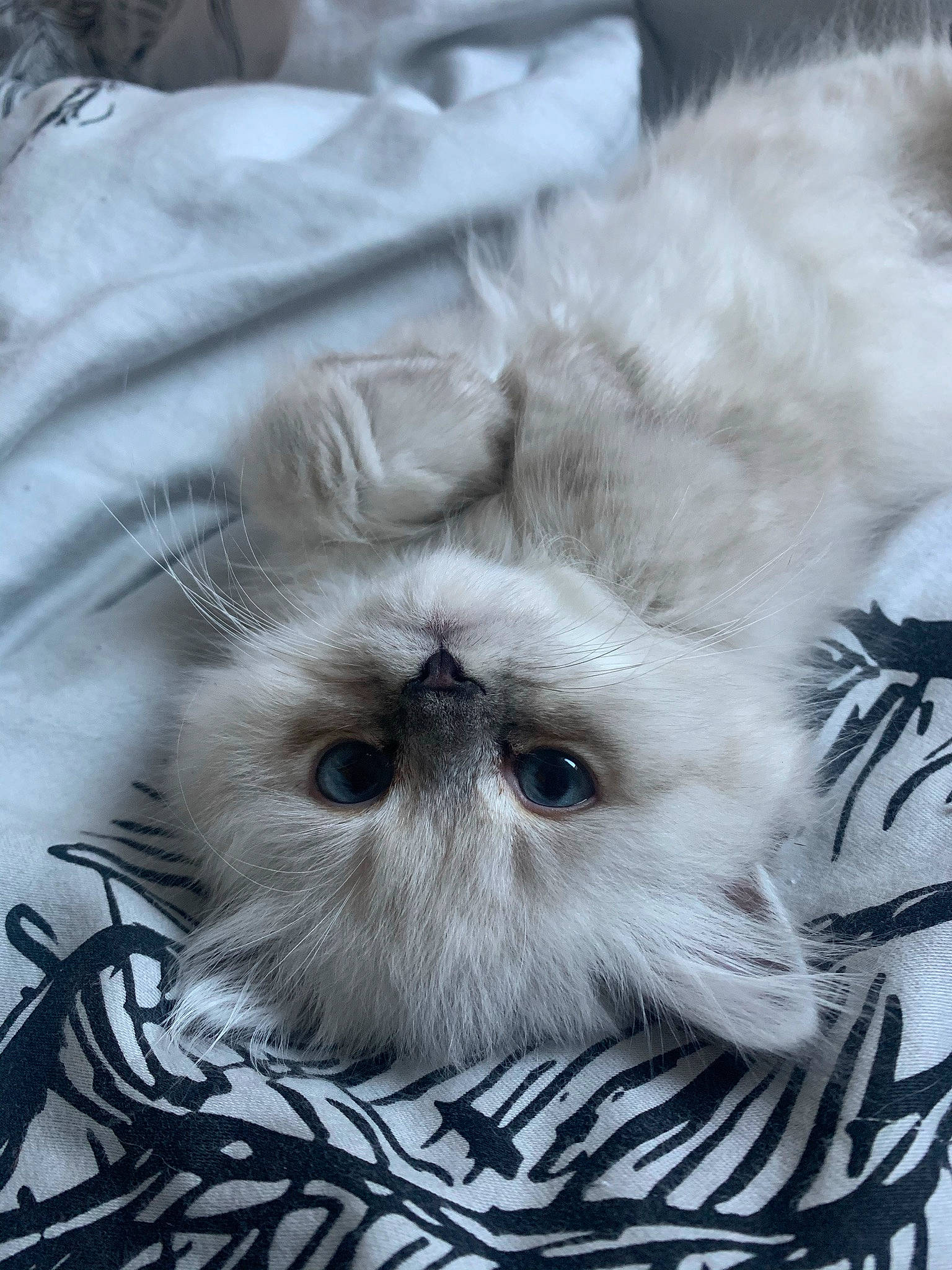 Owen a rejoint le concours — aidez-le/la à gagner de superbes lots ! canidae, carnivore, cat, companion_dog, dog_breed, eye, fawn, felidae, fur, hair, monochrome, monochrome_photography, paw, plant, small_to_medium_sized_cats, snout, terrestrial_animal, whiskers, wildlife, working_animal