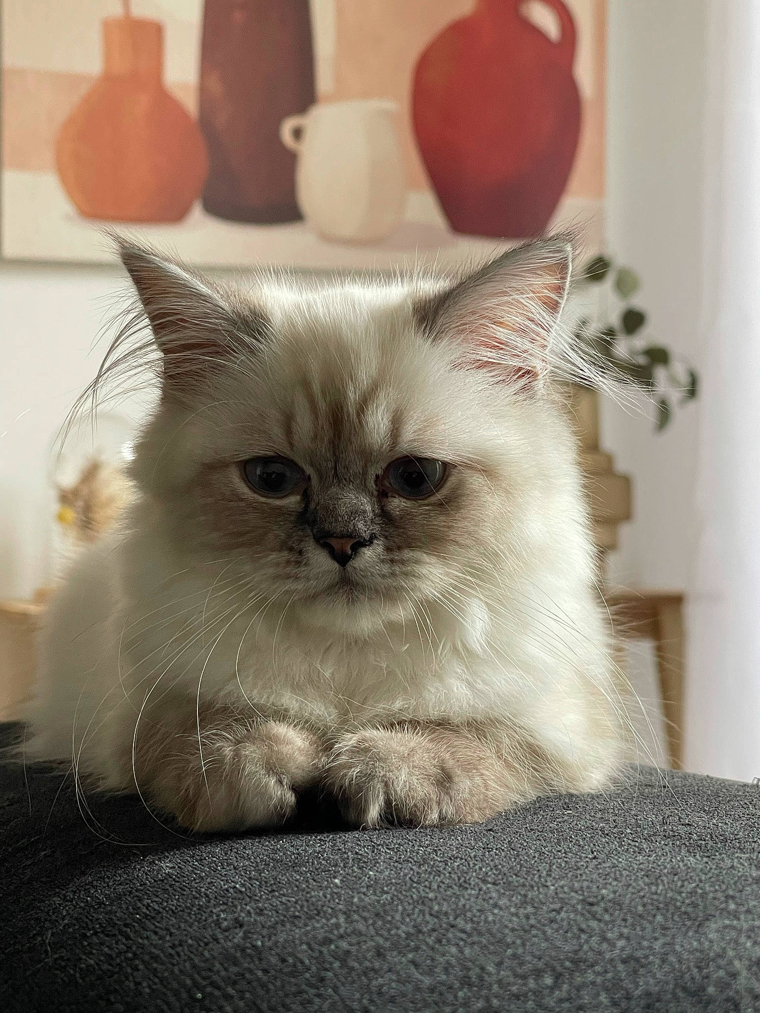 Owen a rejoint le concours — aidez-le/la à gagner de superbes lots ! carnivore, cat, claw, comfort, earthenware, fawn, felidae, fur, paw, plant, pottery, serveware, sitting, small_to_medium_sized_cats, snout, tableware, tail, terrestrial_animal, whiskers, wood