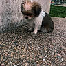 adorable, animal, concrete, cute, daylight, dog, fluffy, fur, grass, lonely, outdoor, pensive, pet, puppy, side_view, small_dog, speckled_surface, urban, wall, young_dog