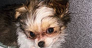 Luna participe au concours pour gagner de l'argent avec cette photo : animal, blanket, cozy, cute, dog, ears, expression, face, fluffy, fur, home, indoor, pattern, pet, portrait, puppy, resting, small, texture, young
