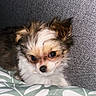 Luna participe au concours pour gagner de l'argent avec cette photo : animal, blanket, cozy, cute, dog, ears, expression, face, fluffy, fur, home, indoor, pattern, pet, portrait, puppy, resting, small, texture, young