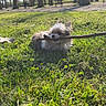 Luna participe au concours pour gagner de l'argent avec cette photo : animal, bench, canine, daytime, dog, fur, grass, greenery, leafless_trees, nature, outdoor, park, pet, playful, relaxing, small_dog, stick, sunlight, sunny, trees