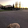 Fany a rejoint le concours — aidez-le/la à gagner de superbes lots ! animal, asphalt, bare_trees, canine, collar, curious, dawn, dog, empty_street, evening, house, nature, outdoor, parked_bins, quiet, street, suburban, sunset, twilight, walking