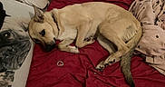 Fany a rejoint le concours — aidez-le/la à gagner de superbes lots ! animal, bed, blanket, canine, collar, cozy, curled_up, cute, dog, domestic, fur, fur_texture, indoor, pet, pillow, red_bedspread, relaxed, resting, sleepy, tan_dog