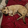 animal, bed, blanket, canine, collar, cozy, curled_up, cute, dog, domestic, fur, fur_texture, indoor, pet, pillow, red_bedspread, relaxed, resting, sleepy, tan_dog