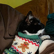 Serafina participe au concours pour gagner de l'argent avec cette photo : cat, black_and_white, sweater, gingerbread_man, snowflake, knitwear, pet, indoor, couch, brown, green, cozy, whiskers, feline, portrait, closeup, resting, holiday, warm, comfortable