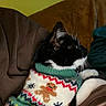 cat, black_and_white, sweater, gingerbread_man, snowflake, knitwear, pet, indoor, couch, brown, green, cozy, whiskers, feline, portrait, closeup, resting, holiday, warm, comfortable