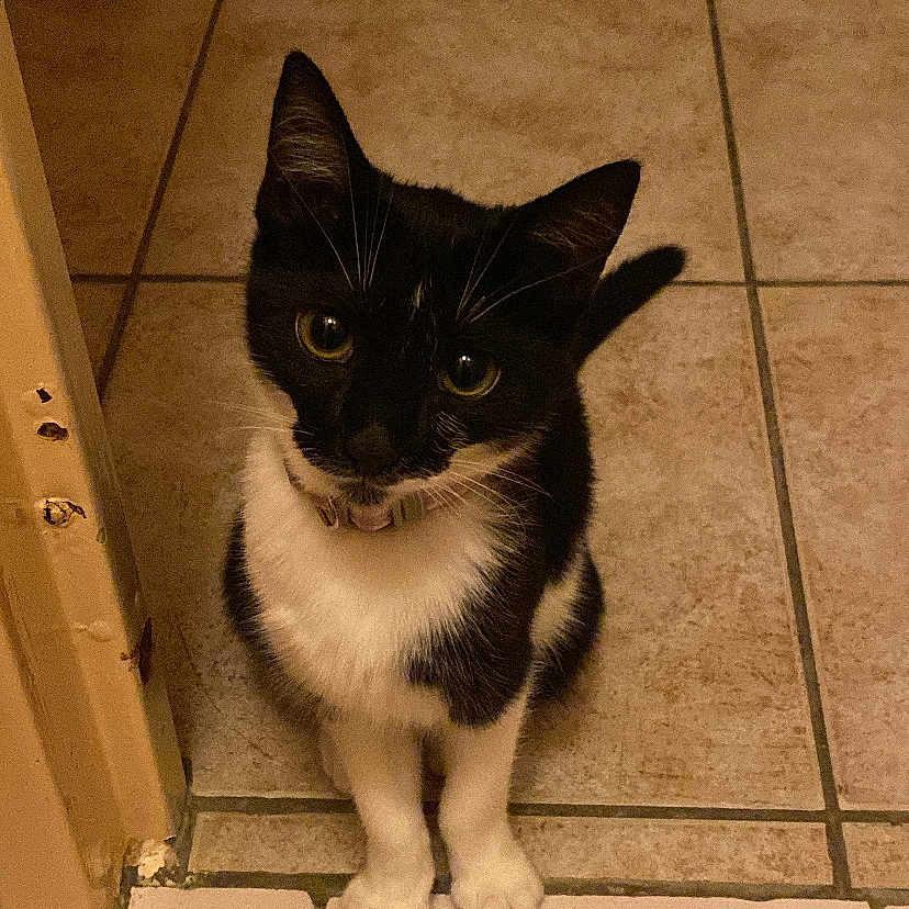 Serafina participe au concours pour gagner de l'argent avec cette photo : cat, tuxedo_cat, curious, tile_floor, doorframe, indoor, pet, animal, black_and_white, whiskers, ears, sitting, looking_up, floor_tiles, collar, cute, small, domestic_cat, feline, young