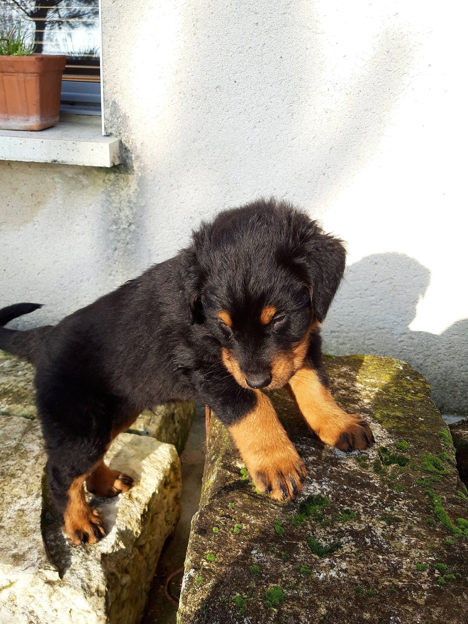 Oslo a rejoint le concours — aidez-le/la à gagner de superbes lots ! canidae, carlin_pinscher, carnivore, companion_dog, dog, dog_breed, flowerpot, fur, guard_dog, houseplant, plant, puppy, snout, sporting_group, tail, terrestrial_animal, window, working_animal, working_dog