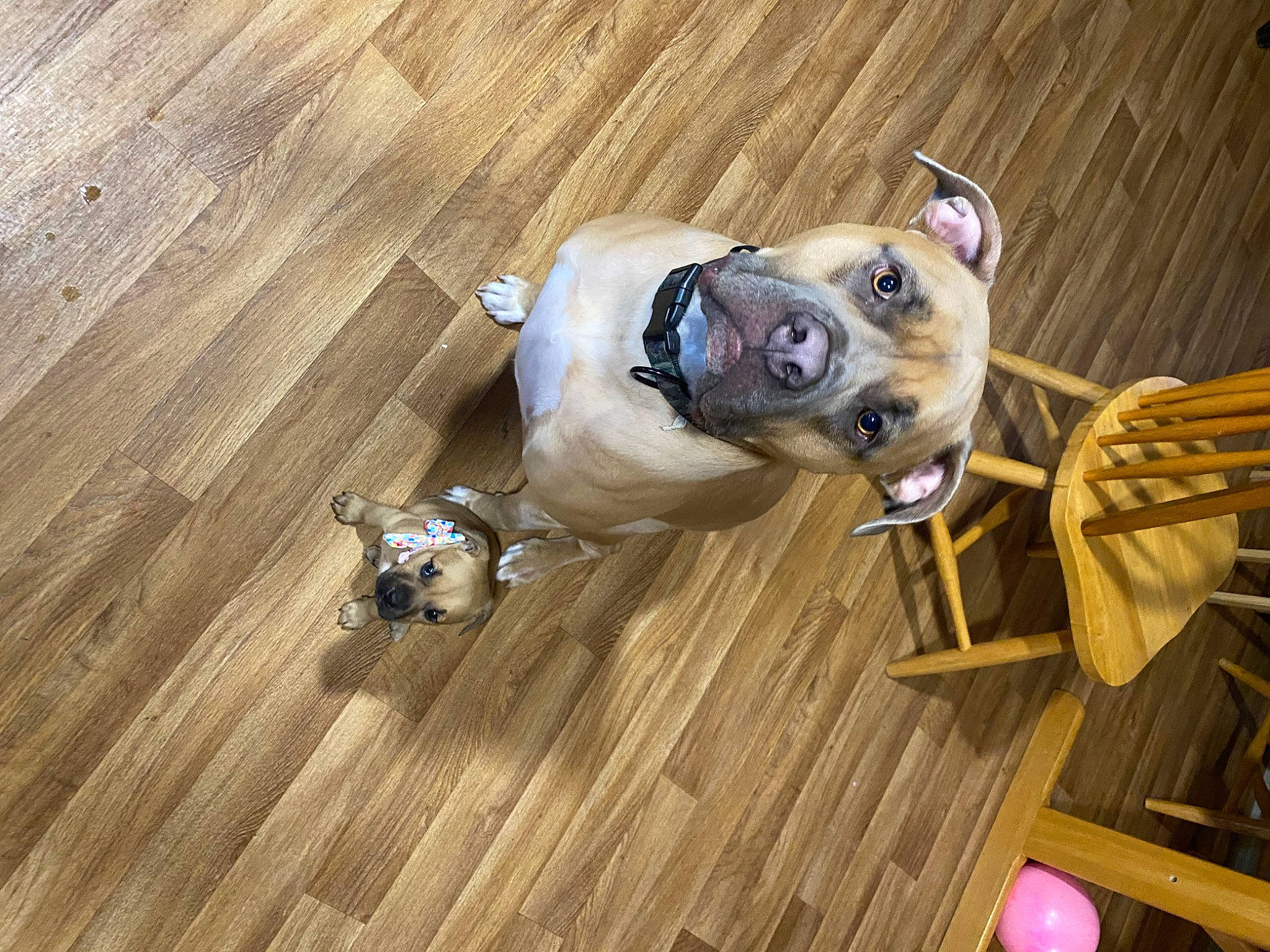 Charlie is registered to the contest to win money with this photo: carnivore, collar, companion_dog, dog, dog_breed, dog_collar, fawn, floor, flooring, hardwood, laminate_flooring, pet_supply, plank, snout, sporting_group, varnish, wood, wood_flooring, wood_stain, working_animal