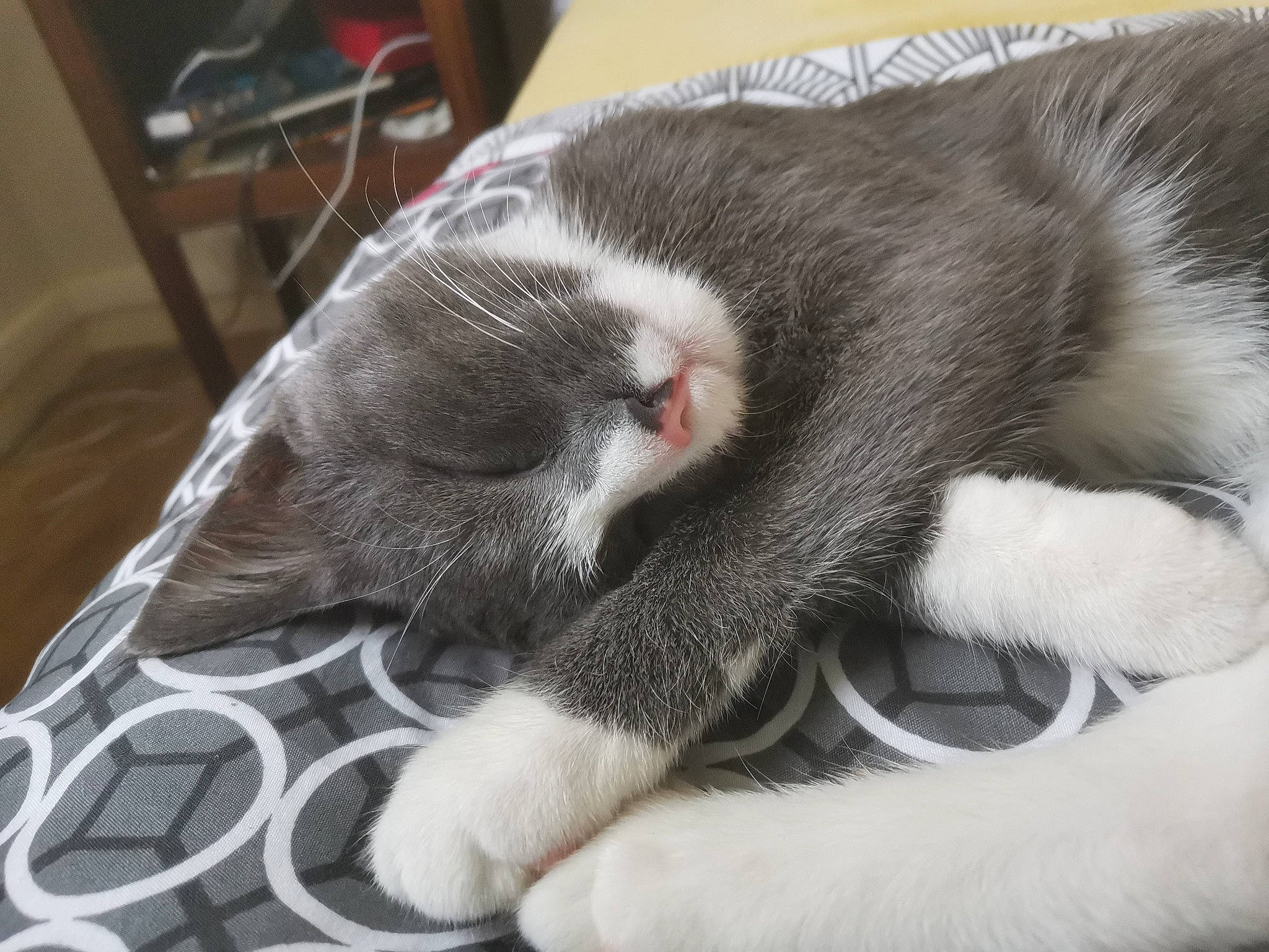 Diana a rejoint le concours — aidez-le/la à gagner de superbes lots ! british_shorthair, carnivore, cat, claw, domestic_short_haired_cat, ear, felidae, fur, kitten, mammal, nap, nose, paw, photo_caption, polydactyl_cat, sleep, small_to_medium_sized_cats, snout, tail, whiskers