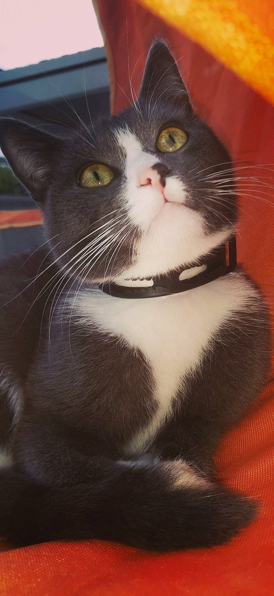 Diana a rejoint le concours — aidez-le/la à gagner de superbes lots ! aegean_cat, american_wirehair, asian, carnivore, cat, domestic_short_haired_cat, european_shorthair, felidae, kitten, mammal, polydactyl_cat, small_to_medium_sized_cats, snout, whiskers