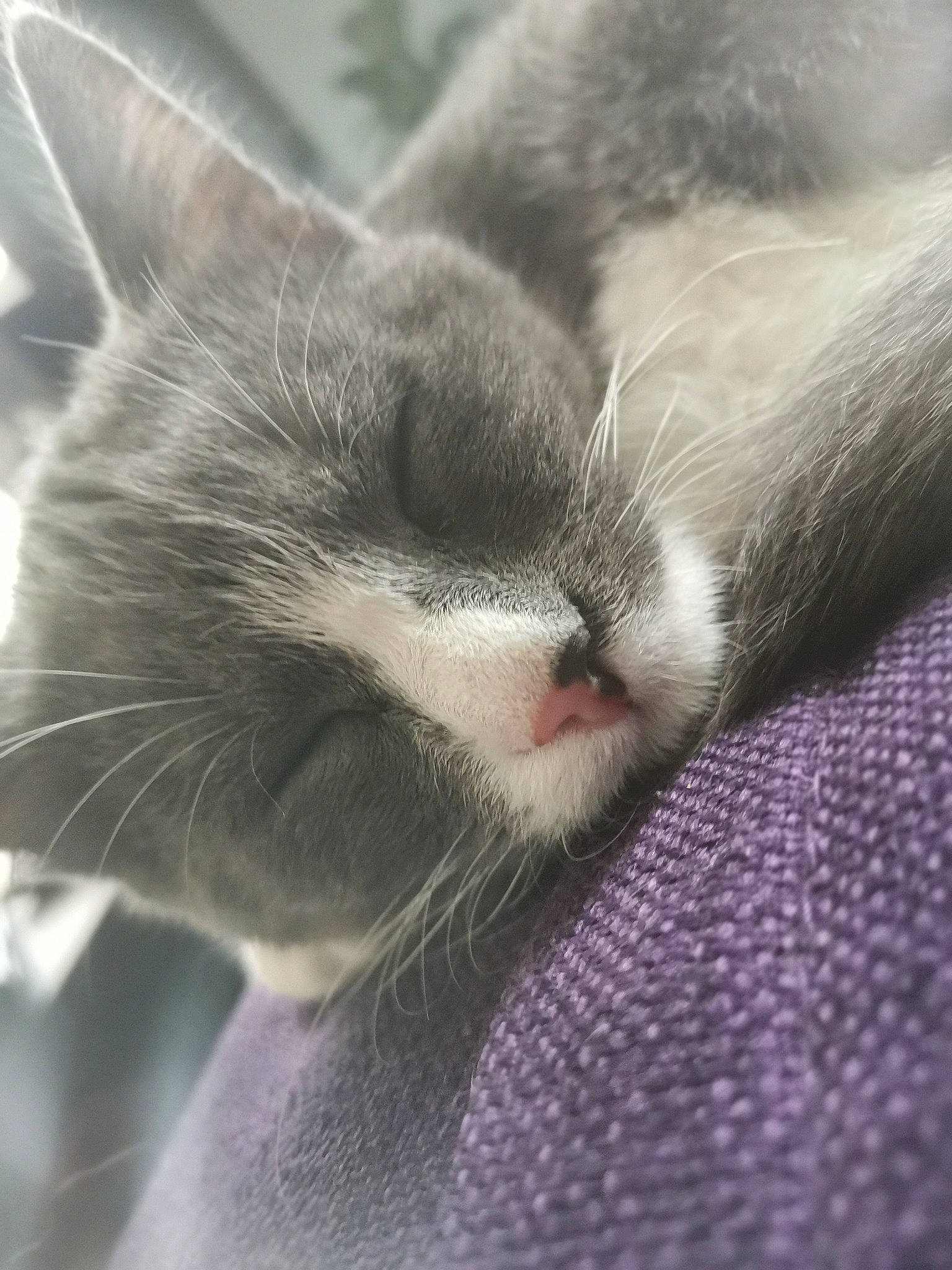 Diana a rejoint le concours — aidez-le/la à gagner de superbes lots ! carnivore, cat, close_up, eye, fawn, felidae, fur, kitten, nap, nose, sky, sleep, small_to_medium_sized_cats, snout, whiskers