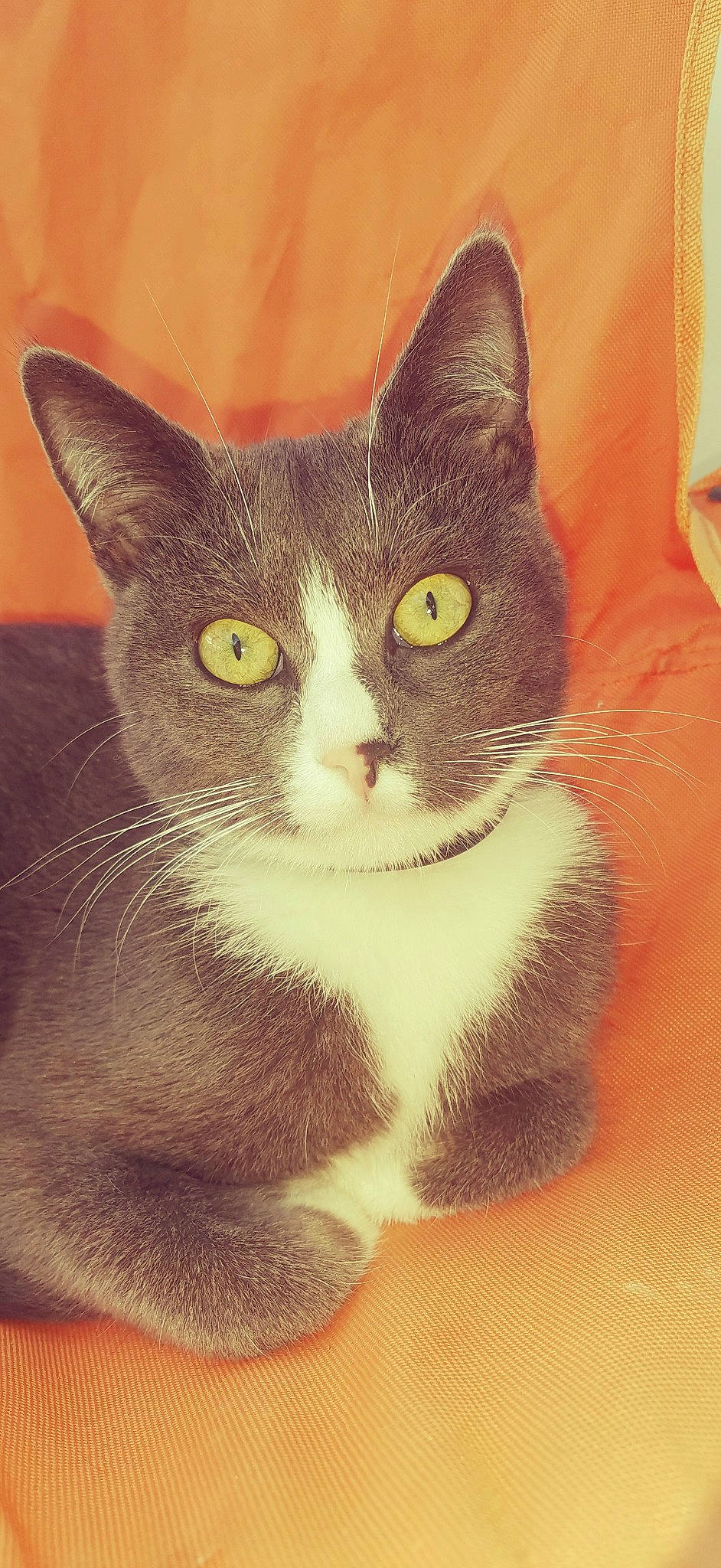 Diana participe au concours pour gagner de l'argent avec cette photo : aegean_cat, american_wirehair, asian, carnivore, cat, domestic_short_haired_cat, european_shorthair, felidae, kitten, mammal, small_to_medium_sized_cats, snout, whiskers