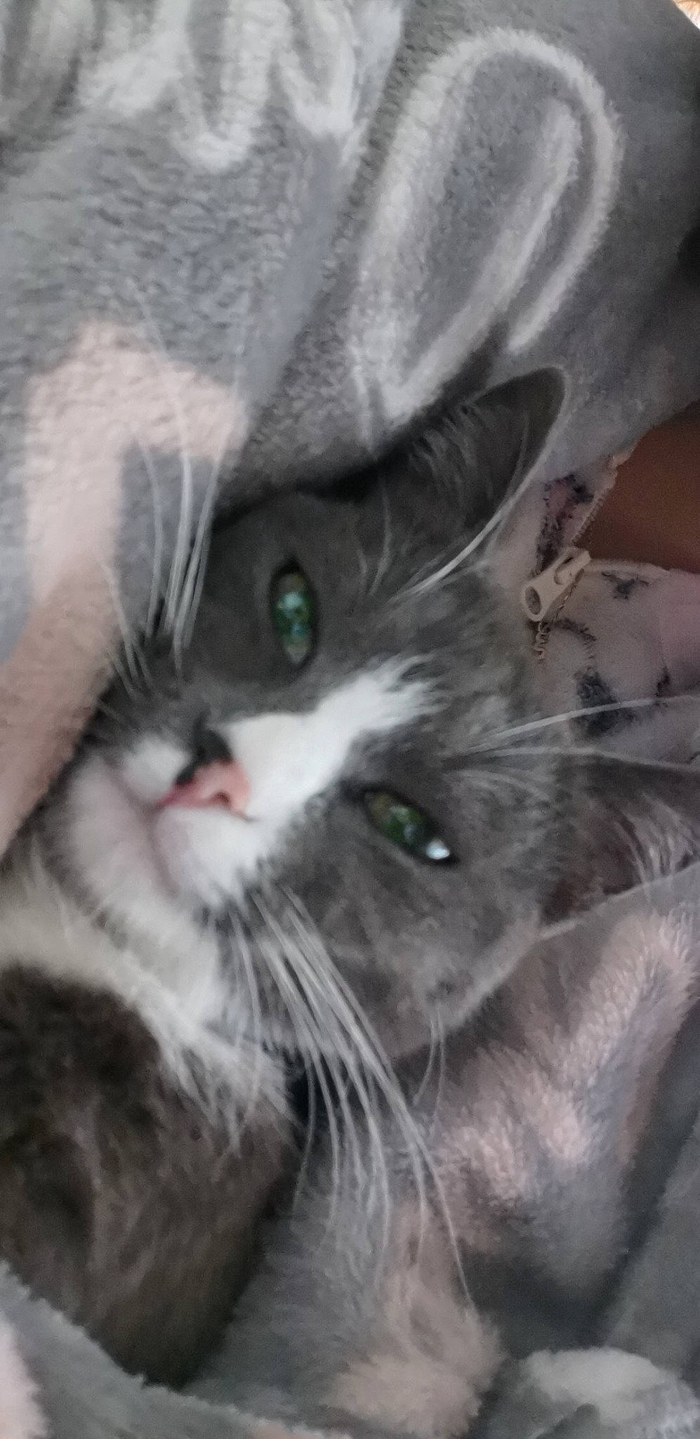 Diana a rejoint le concours — aidez-le/la à gagner de superbes lots ! asian, british_semi_longhair, carnivore, cat, close_up, domestic_short_haired_cat, european_shorthair, eye, felidae, fur, kitten, mammal, nebelung, norwegian_forest_cat, nose, siberian, small_to_medium_sized_cats, snout, vertebrate, whiskers