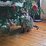 cat, tabby_cat, christmas_tree, ornaments, red_baubles, white_tinsel, holiday_lights, wooden_floor, indoor, curious, pet, festive, decorations, pine_branches, window, curtains, cozy, seasonal, domestic, animal