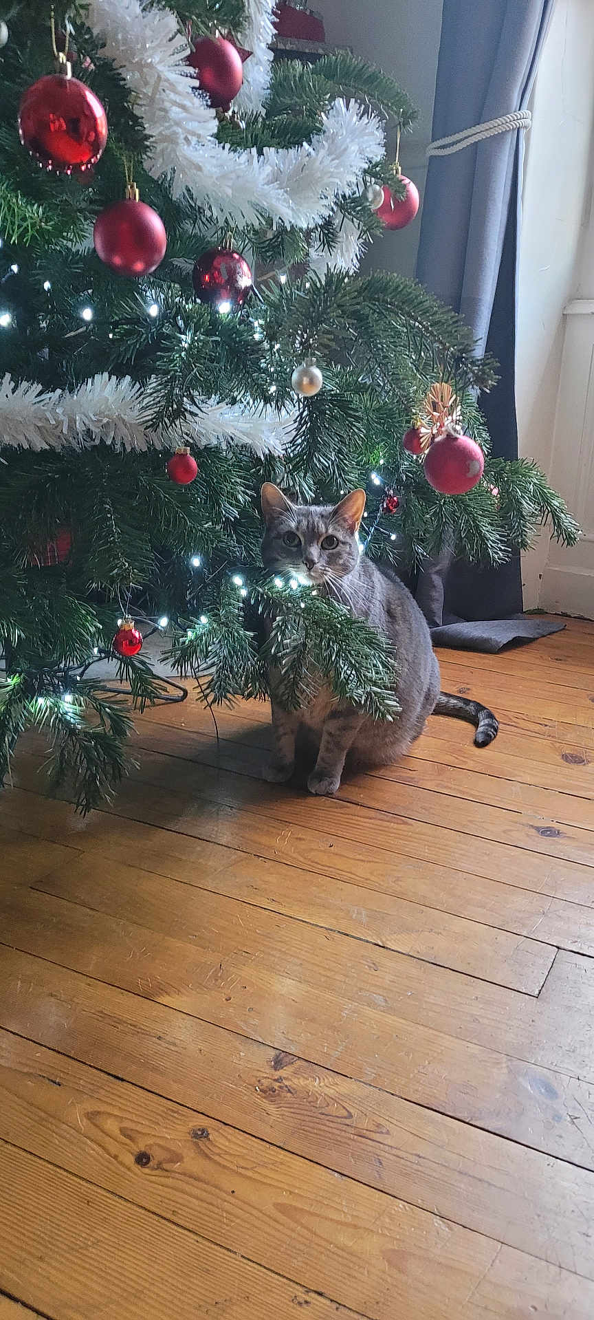 Leïa a rejoint le concours — aidez-le/la à gagner de superbes lots ! cat, tabby_cat, christmas_tree, ornaments, red_baubles, white_tinsel, holiday_lights, wooden_floor, indoor, curious, pet, festive, decorations, pine_branches, window, curtains, cozy, seasonal, domestic, animal