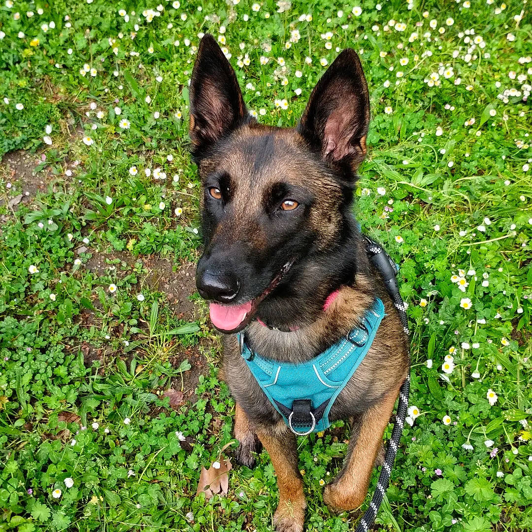 Malia a rejoint le concours — aidez-le/la à gagner de superbes lots ! canidae, carnivore, collar, companion_dog, dog, dog_breed, dog_collar, dog_supply, east_european_shepherd, fawn, german_shepherd_dog, grass, groundcover, herding_dog, king_shepherd, plant, snout, terrestrial_animal, working_animal, working_dog