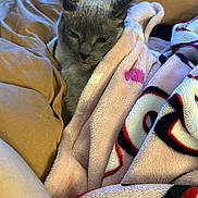 Gizmo is registered to the contest to win money with this photo: cat, gray_cat, blanket, bed, cozy, sleepy, pet, indoor, portrait, fur, bedding, comforter, snuggled, domestic_cat, close_up, blanket_pattern, cute, resting, furniture, bedroom