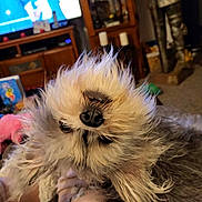 Astella Rae is registered to the contest to win money with this photo: animal, blurred_background, cabinets, carpet, cozy, cute, dog, ears, fluffy, fur, furniture, home, indoors, living_room, nose, paw, pet, relaxed, television, upside_down
