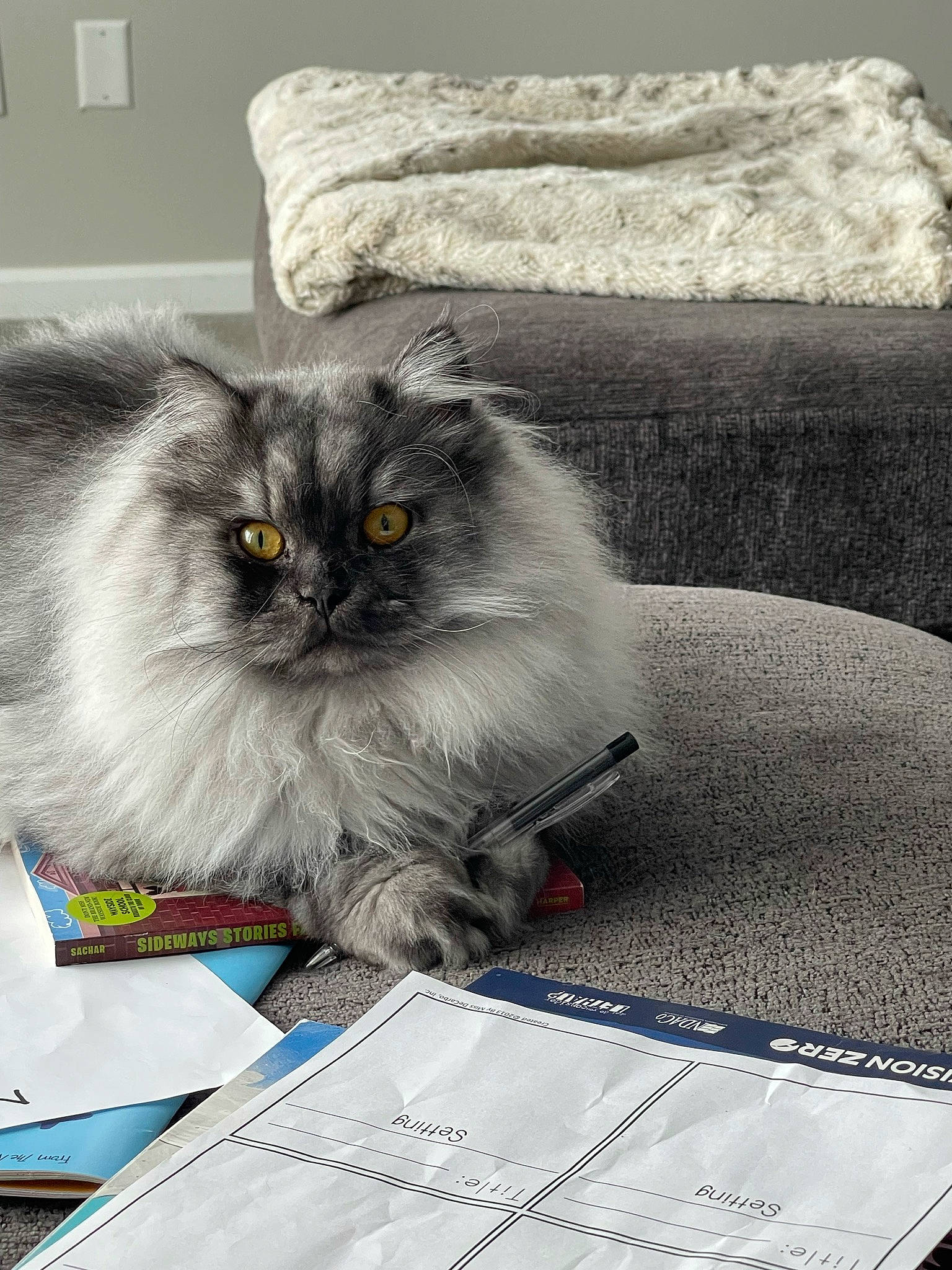Chachi joined the competition — help win amazing prizes! birman, box, british_longhair, carnivore, cat, comfort, fawn, felidae, fur, grey, iris, paper_product, small_to_medium_sized_cats, snout, whiskers