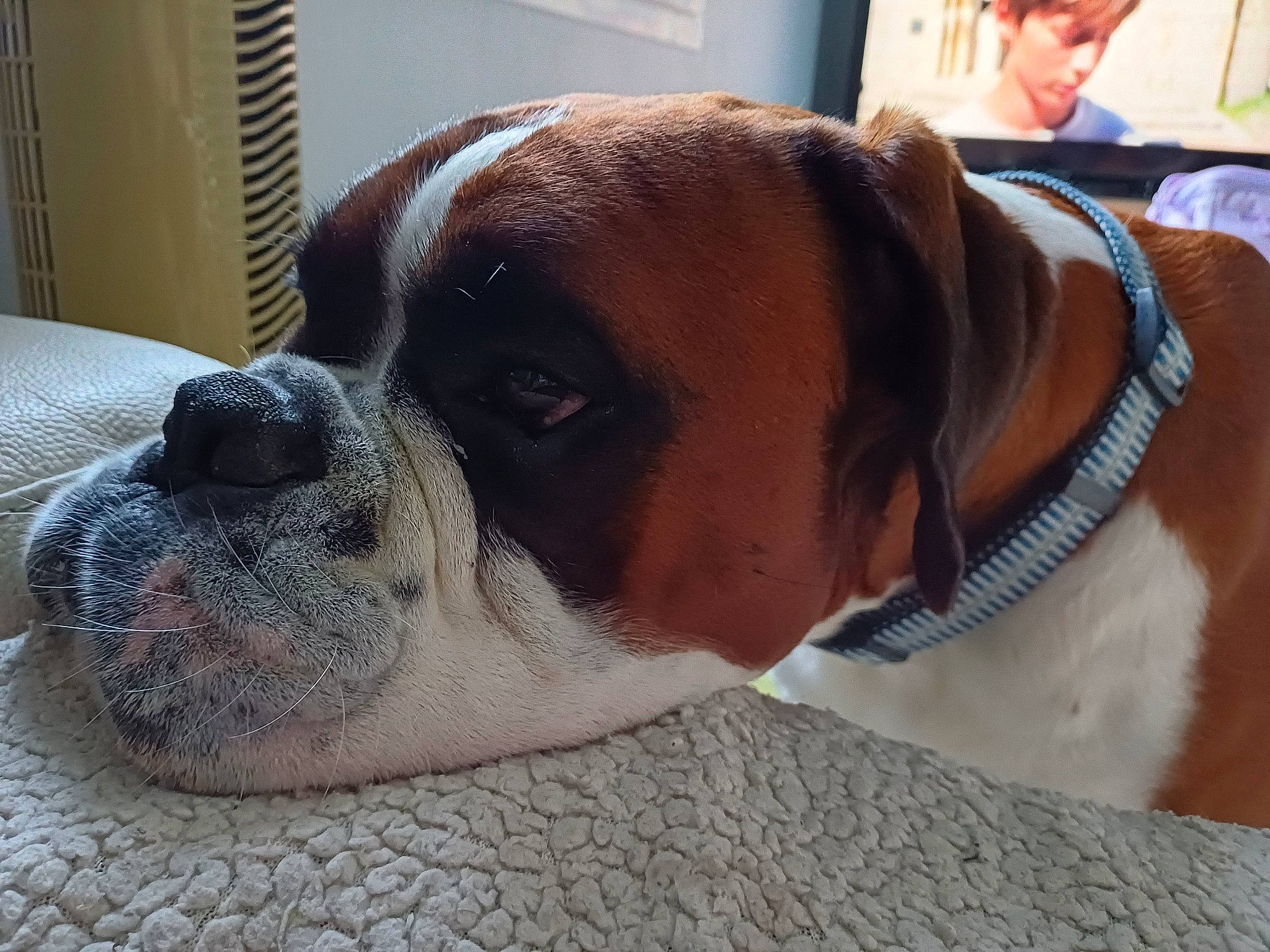 Raghnar participe au concours pour gagner de l'argent avec cette photo : boxer, canidae, carnivore, collar, comfort, companion_dog, dog, dog_breed, dog_collar, dog_supply, fawn, giant_dog_breed, hat, paw, pet_supply, sporting_group, whiskers, working_animal, working_dog, wrinkle