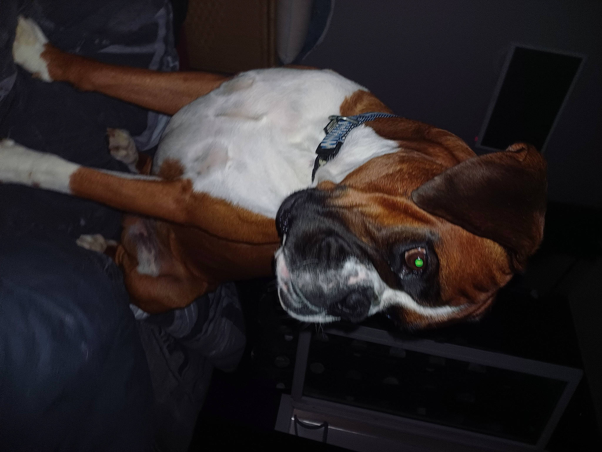 Raghnar participe au concours pour gagner de l'argent avec cette photo : canidae, carnivore, comfort, companion_dog, dog, dog_breed, ear, fawn, fur, liver, nap, non_sporting_group, snout, sporting_group, whiskers, working_animal