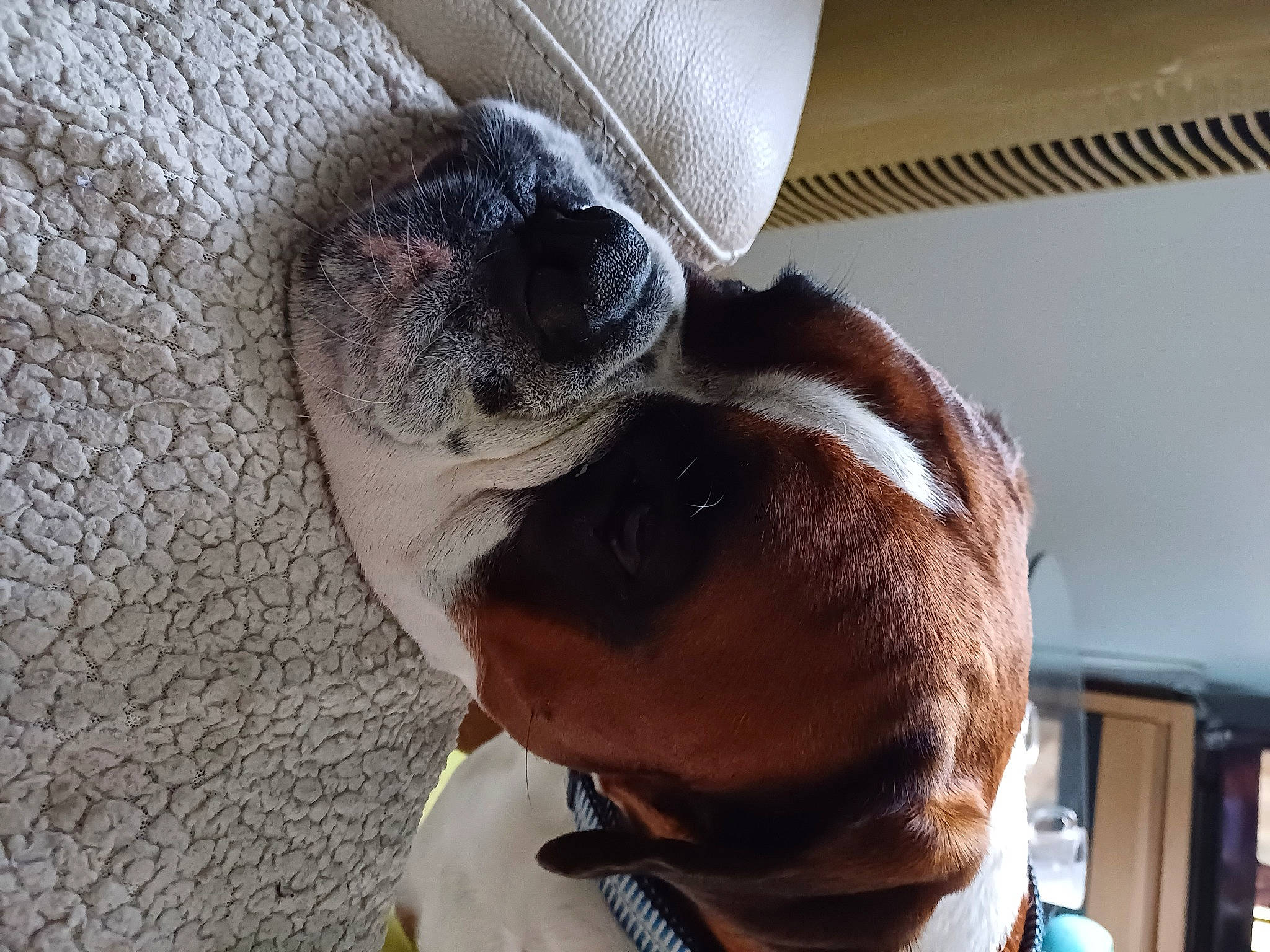 Raghnar participe au concours pour gagner de l'argent avec cette photo : canidae, carnivore, collar, comfort, companion_dog, dog, dog_breed, dog_collar, fawn, fur, liver, pet_supply, puppy_love, selfie, snout, sporting_group, terrestrial_animal, whiskers, working_animal, wrinkle