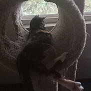 Mercedes Benz joined the competition — help win amazing prizes! cat, cat_tree, window, furniture, indoor, pet, animal, stretching, furry, relaxed, home, circular_opening, looking_out, paw, leg, dark, silhouette, cozy, resting, domestic_cat