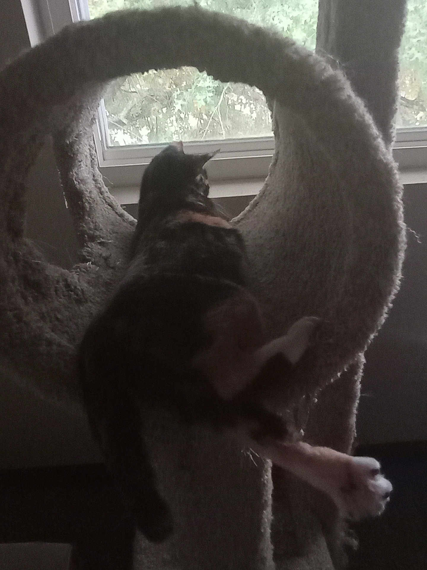 Mercedes Benz joined the competition — help win amazing prizes! cat, cat_tree, window, furniture, indoor, pet, animal, stretching, furry, relaxed, home, circular_opening, looking_out, paw, leg, dark, silhouette, cozy, resting, domestic_cat