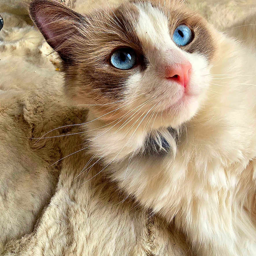 Yelena participe au concours pour gagner de l'argent avec cette photo : cat, blue_eyes, fluffy_fur, close_up, indoor, soft_texture, wooden_chair, cozy, pet, animal, feline, relaxed, looking_up, whiskers, pink_nose, domestic_cat, fur_pattern, cute, portrait, resting