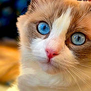 Yelena participe au concours pour gagner de l'argent avec cette photo : cat, blue_eyes, close_up, fluffy, white_fur, brown_fur, pet, animal, portrait, whiskers, pink_nose, cute, indoor, soft_light, feline, looking, relaxed, tattooed_arm, blurred_background, domestic_cat