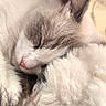 Yelena a rejoint le concours — aidez-le/la à gagner de superbes lots ! cat, sleeping, close_up, fluffy, white_fur, soft_light, indoor, cozy, resting, cute, pet, animal, feline, curtains, warm_light, relaxation, peaceful, fur, whiskers, nose