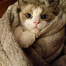 Yelena a rejoint le concours — aidez-le/la à gagner de superbes lots ! cat, blanket, fur, pet, cozy, indoor, cute, whiskers, snuggled, closeup, animal, face, paws, soft, relaxed, resting, warm, domestic, comfort, sleepy