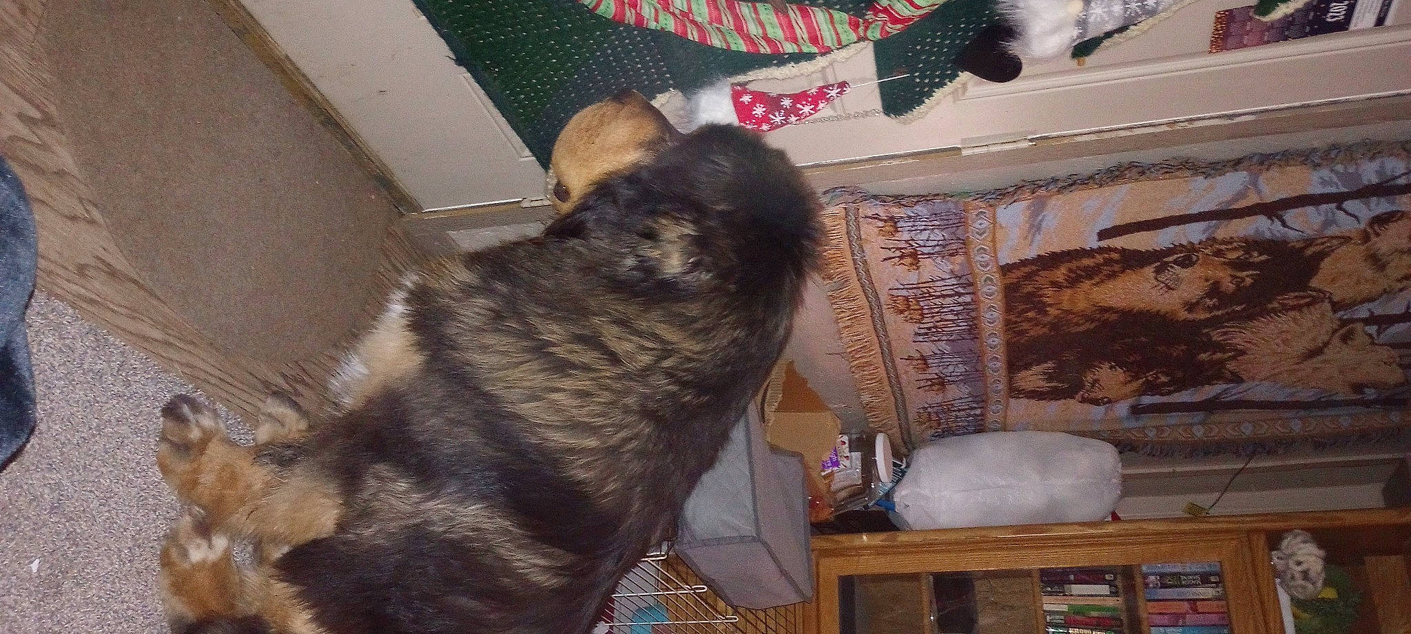 Valkyrie joined the competition — help win amazing prizes! dog, dog_breed, domestic_short_haired_cat, felidae, flooring, fur, natural_material, small_to_medium_sized_cats, tail, whiskers, wood