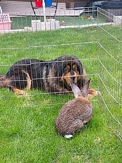 Valkyrie is registered to the contest to win money with this photo: animal_shelter, cage, canidae, carnivore, dog_breed, domestic_rabbit, fawn, fence, grass, grassland, groundcover, hare, kennel, pasture, pet_supply, rabbit, rabbits_and_hares, sporting_group, tail, terrestrial_animal
